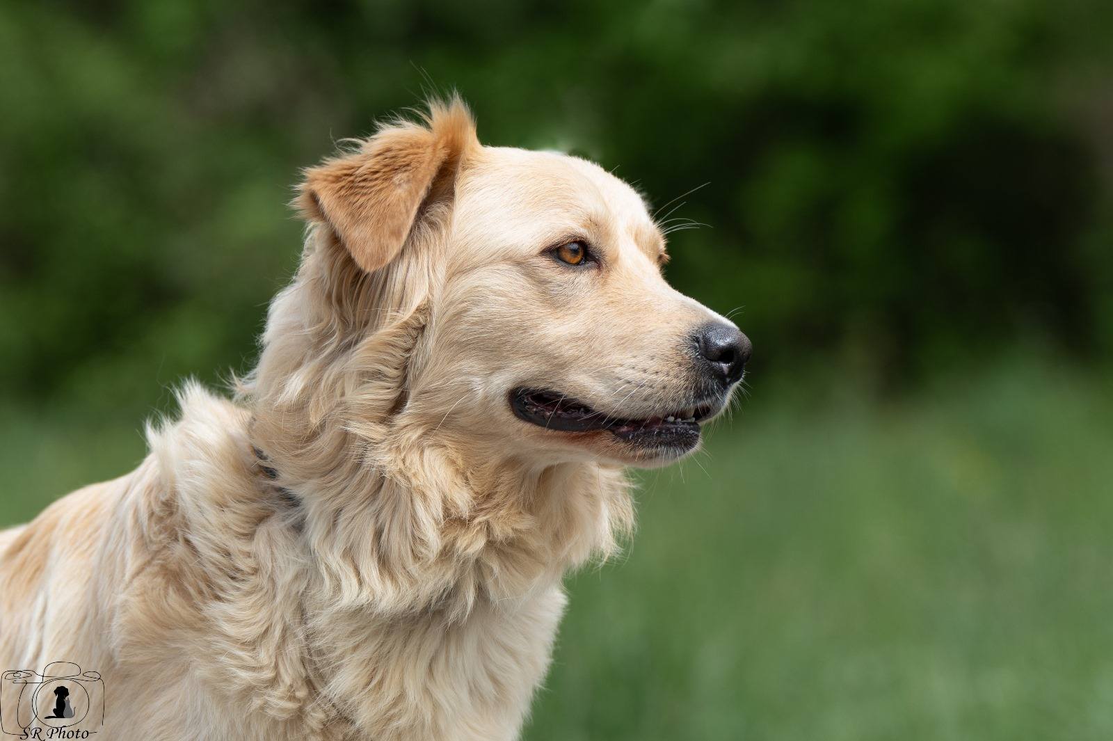 Ein Golden Retriever im Profil