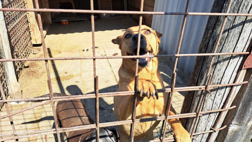 Hund im tierheim wartet auf Zuhause.