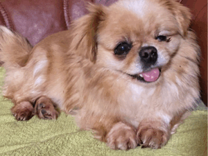 Hund auf einer grünen Decke