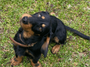 Niedlicher Hund auf grünem Gras