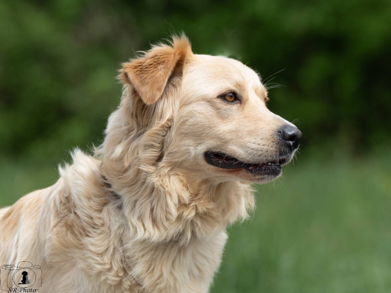 Labrador posiert für Bild