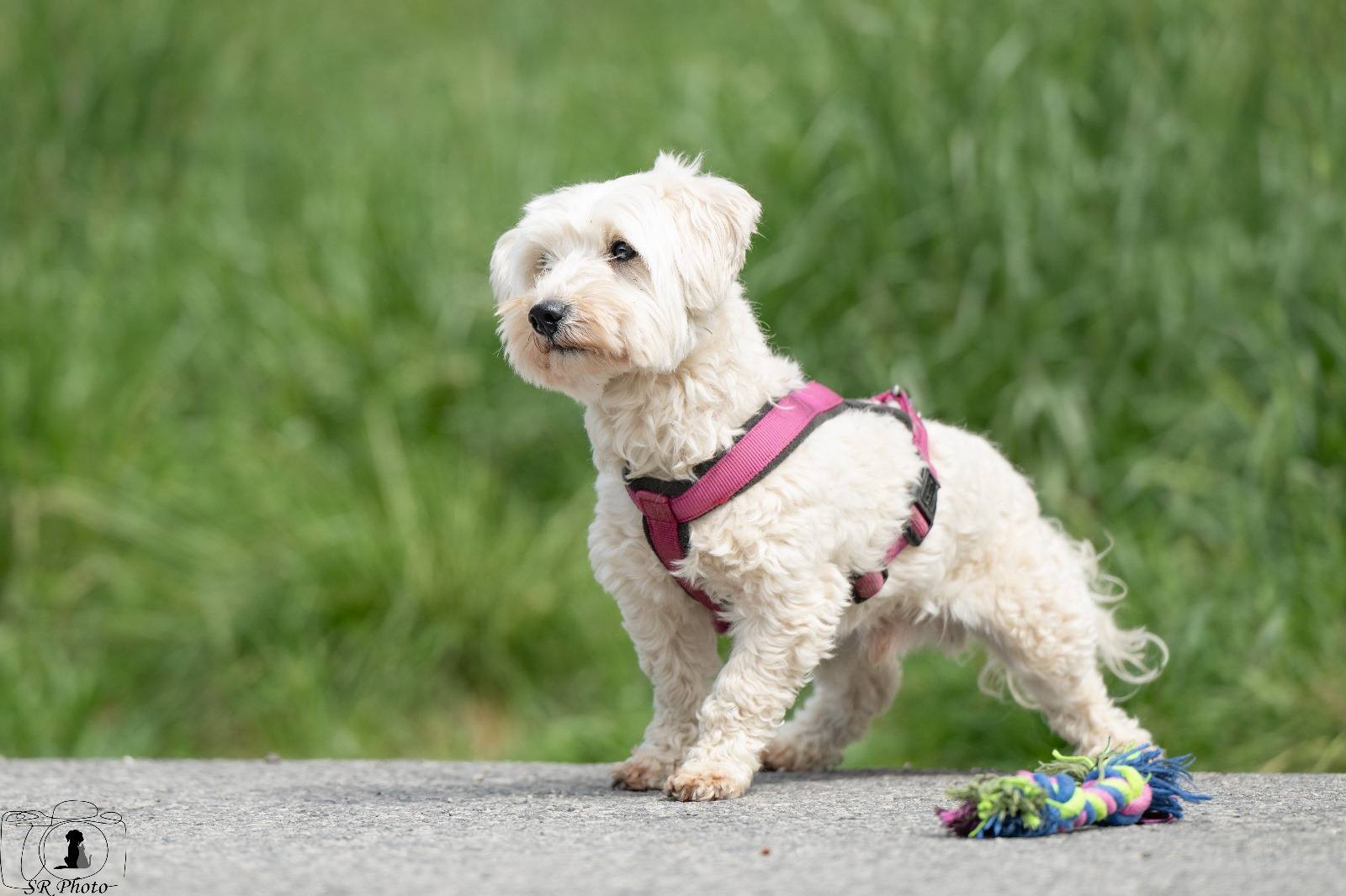 Hündchen mit pinkem Geschirr draußen