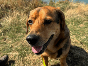 Lächelnder Hund im Freien