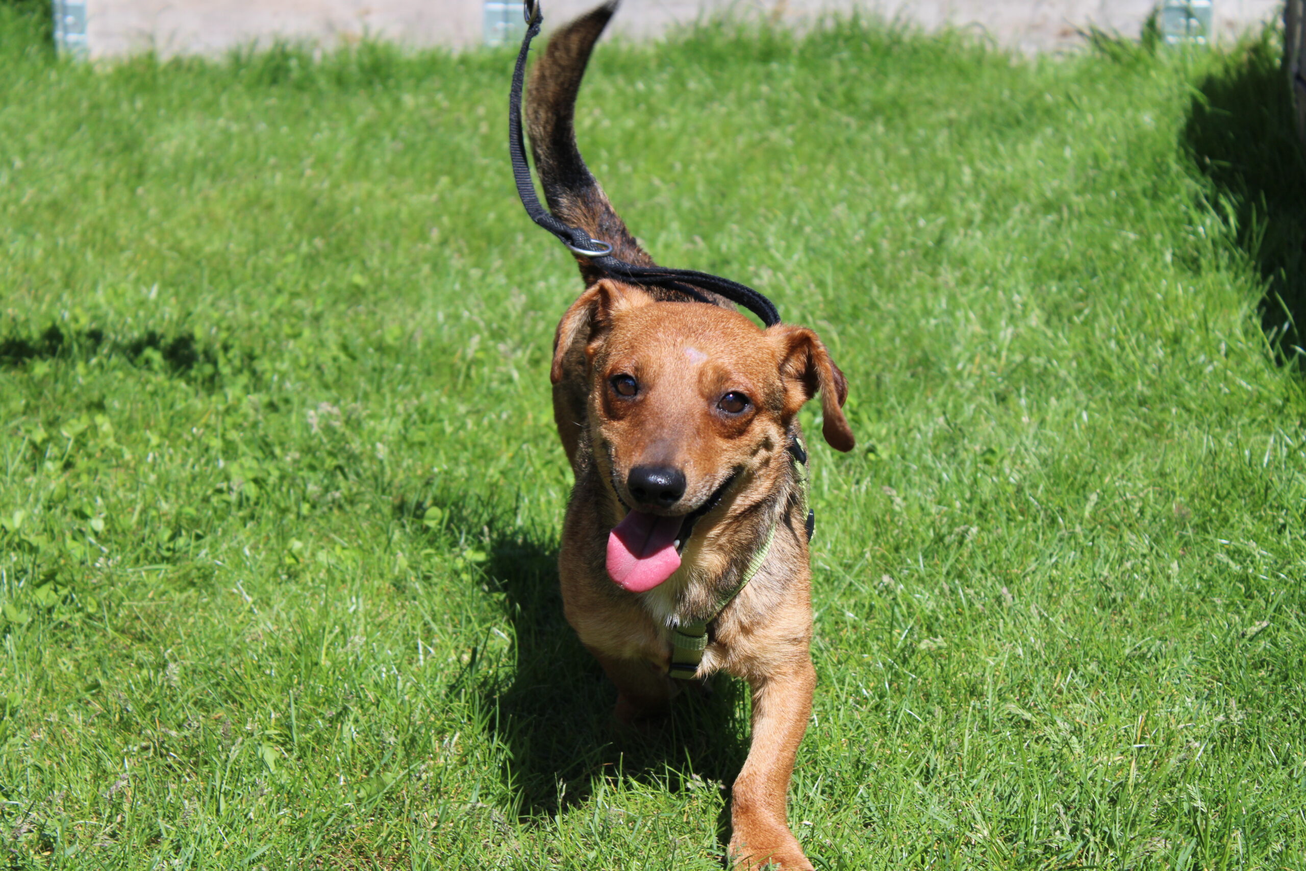 Fröhlicher Hund läuft auf Gras.
