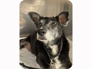 Alter Hund mit grauem Fell