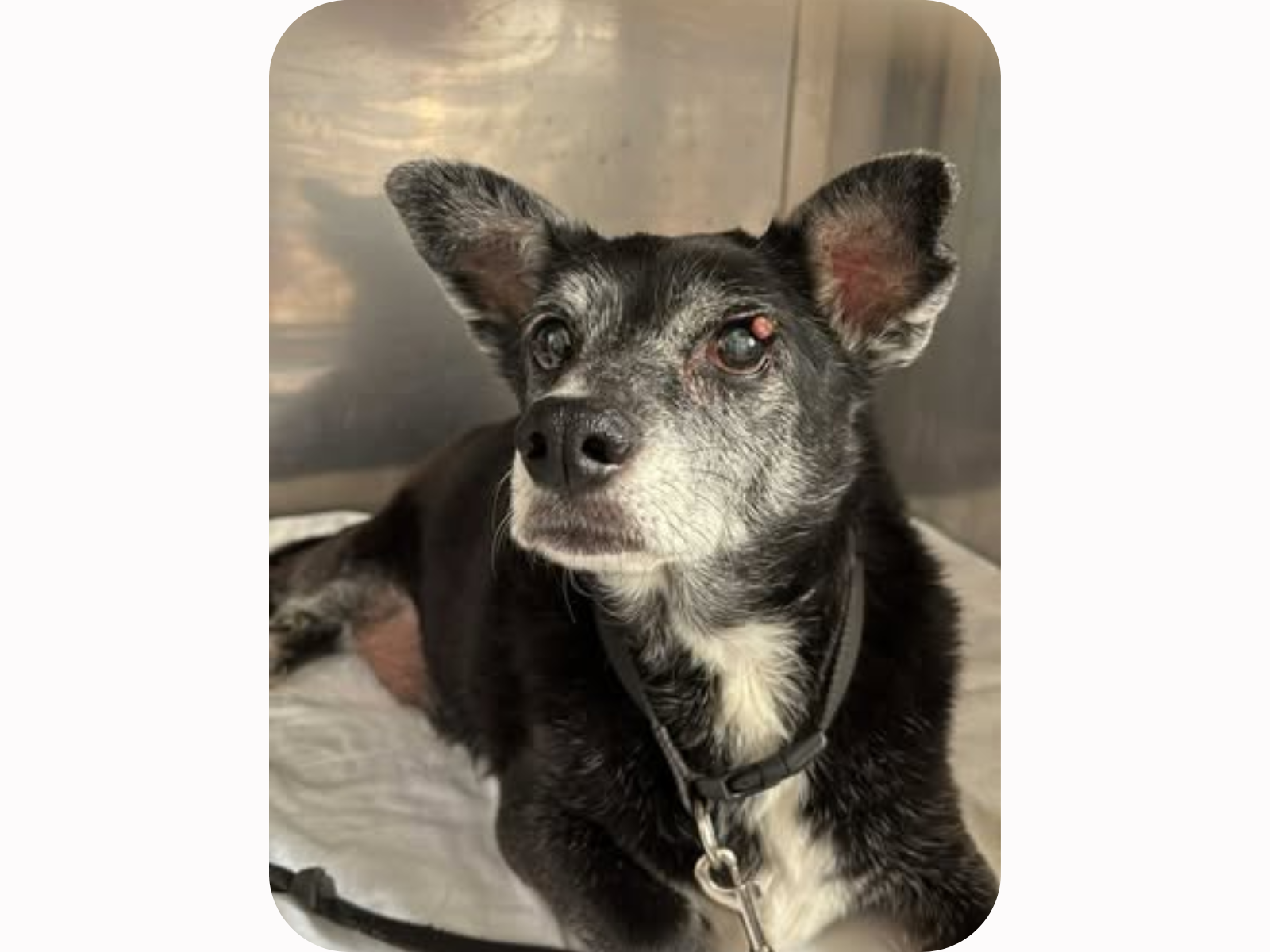 Alter Hund mit grauem Fell