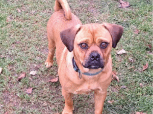 Ein Hund steht auf dem Gras.