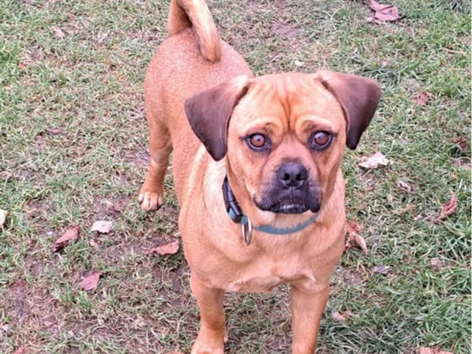 Ein Hund steht auf dem Gras.