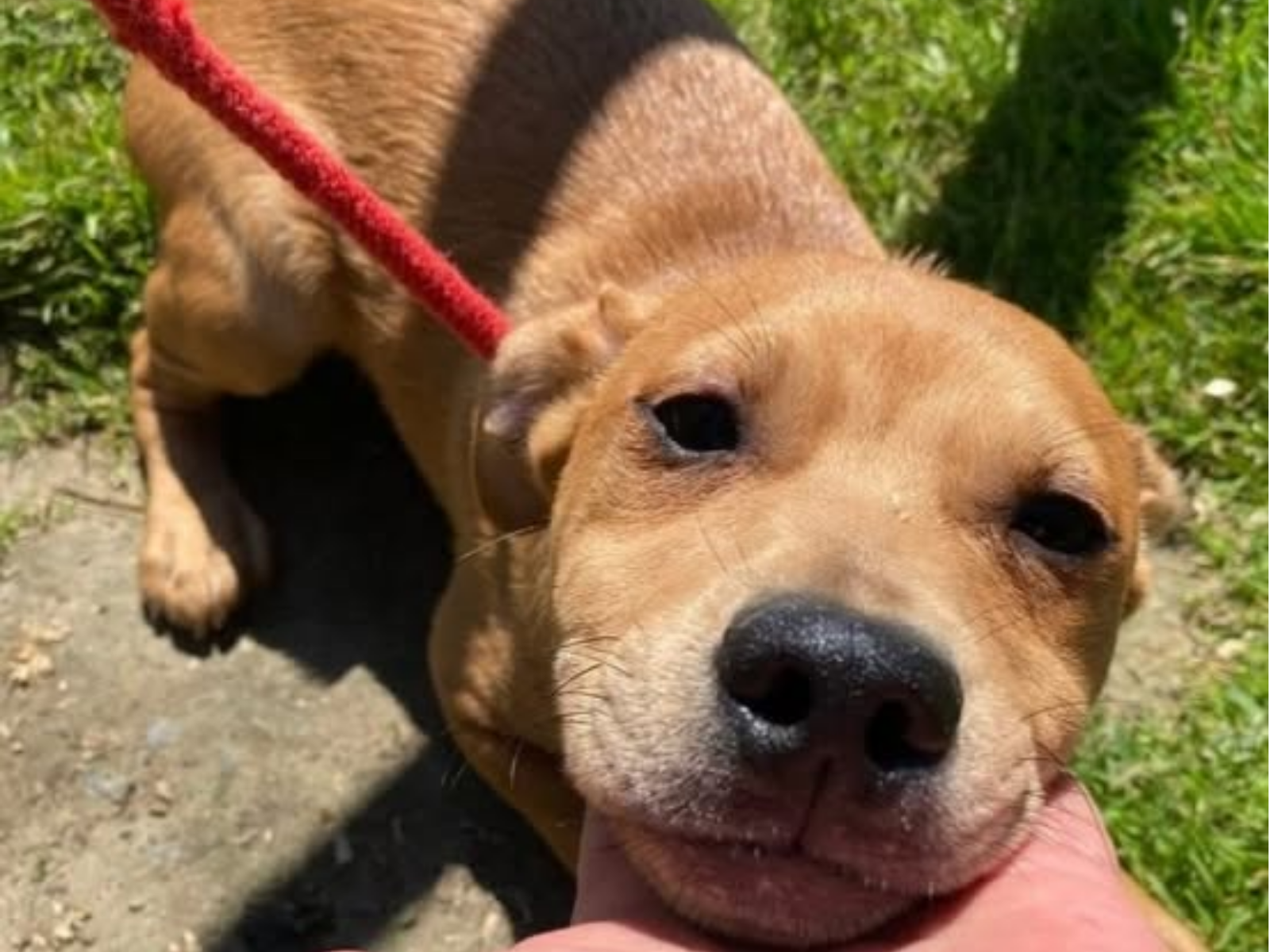 Hund mit rotem Halsband draußen.