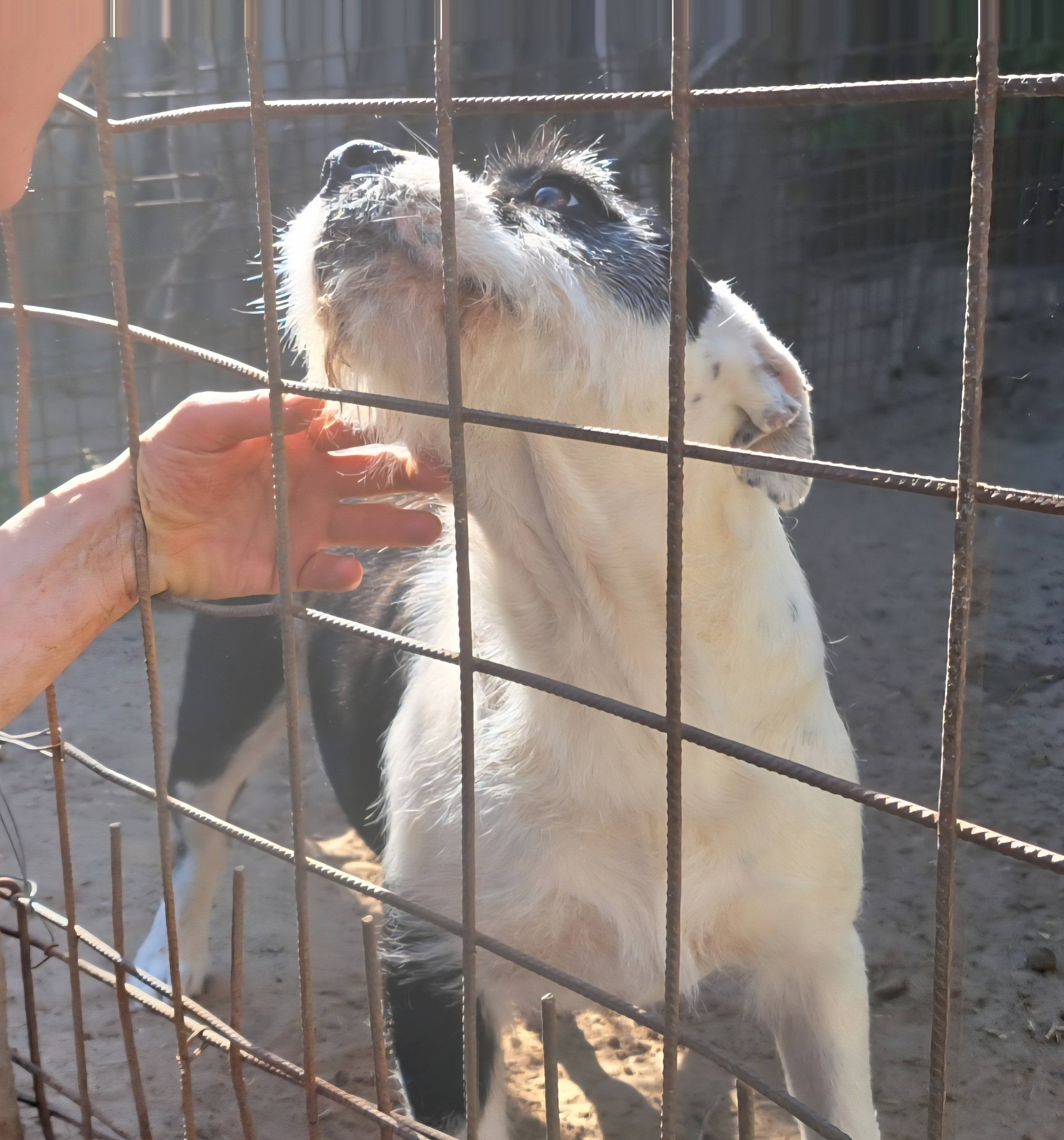 Tierschutzhund im Zwinger