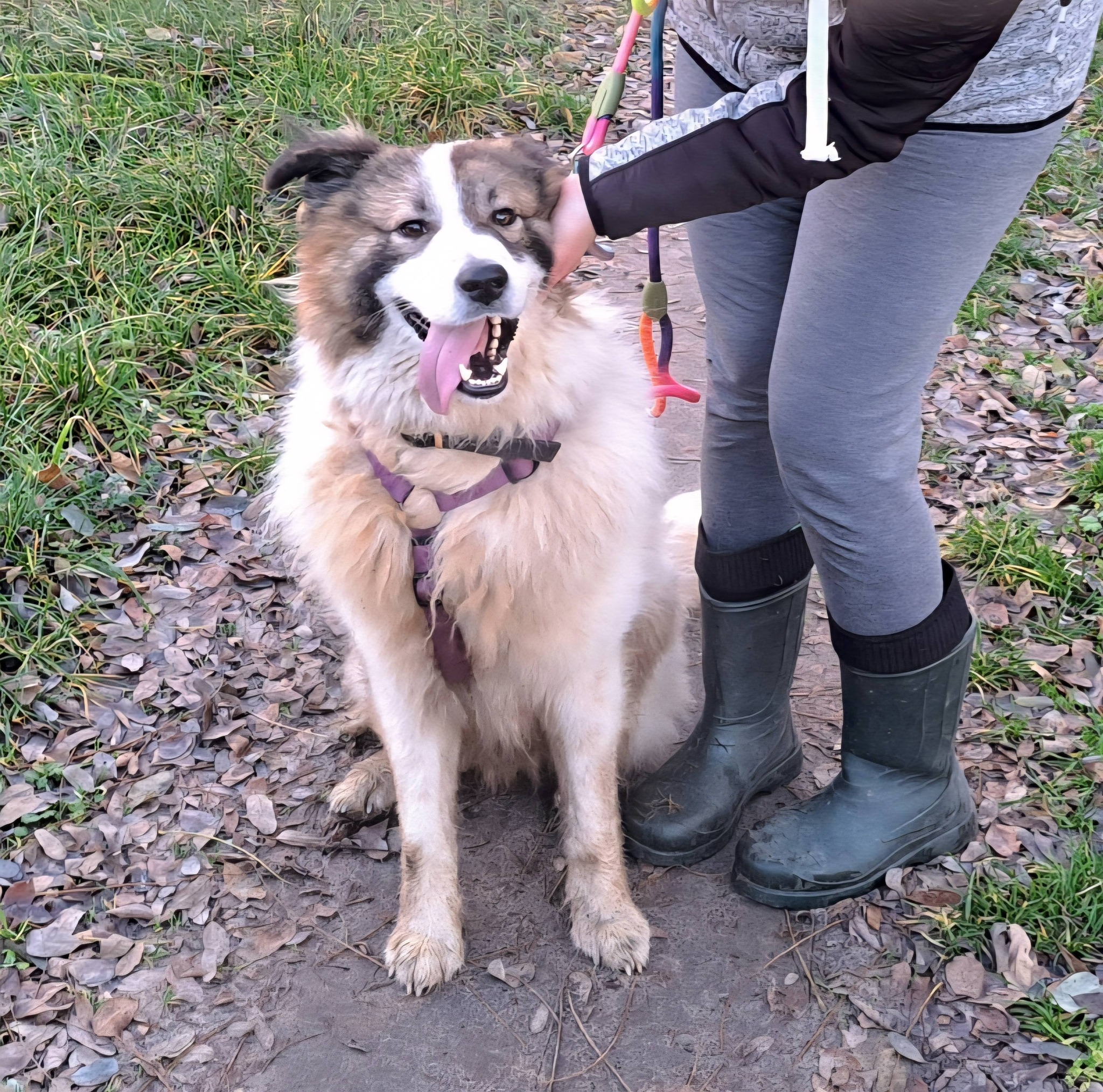 Hund sitzt, Frau hält Leine.