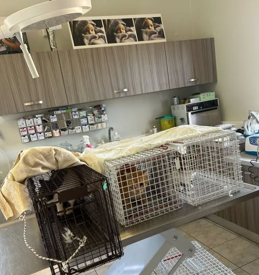 Tierkäfige in einem Untersuchungsraum