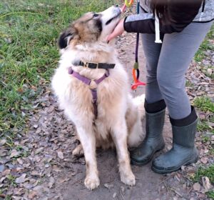 Hund wird gestreichelt, Spaziergang.