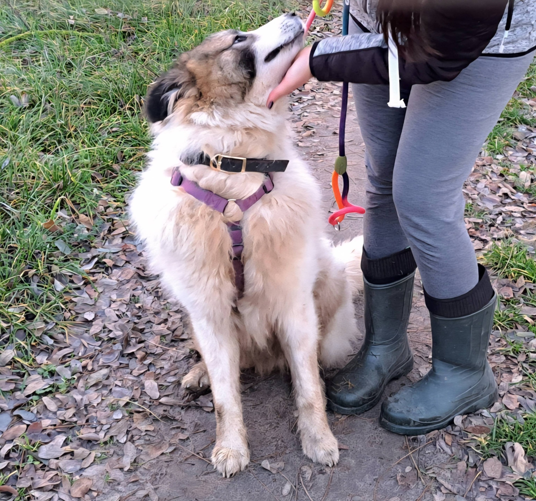 Hund wird gestreichelt, Spaziergang.