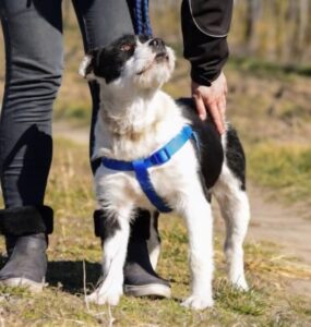 Hund bei Gassi gehen an Leine