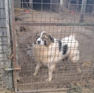 Hund hinter einem Gitterzaun