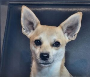 Hund auf schwarzem Stuhl sitzend.