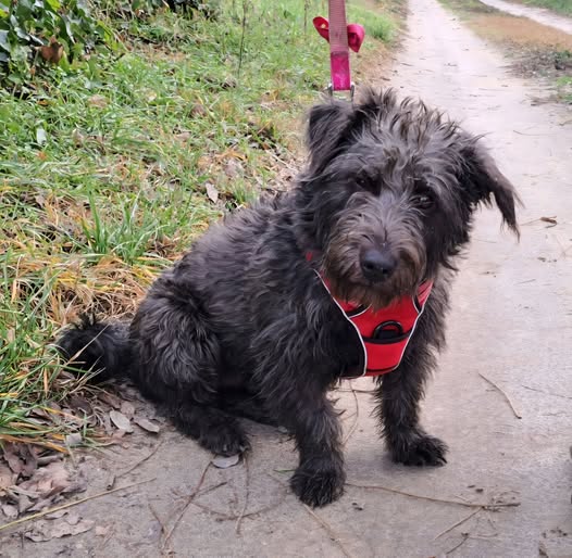 Schwarzer Hund sitzt auf dem Weg