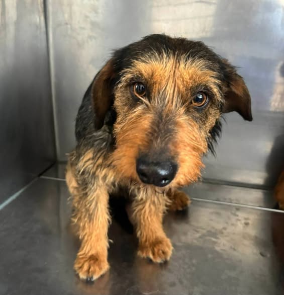 Niedlicher Hund in einem Käfig