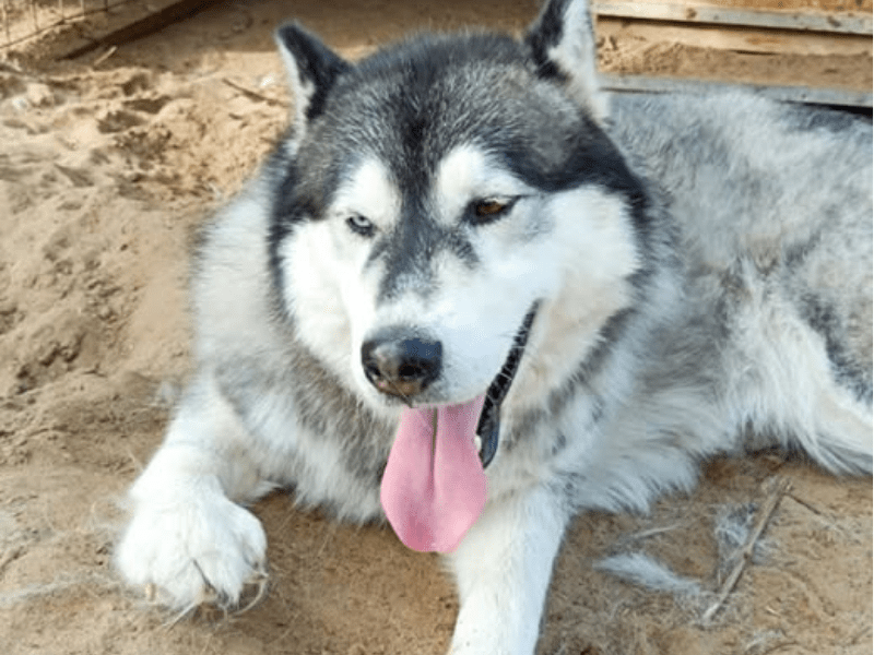 Ein Hund liegt im Sand.