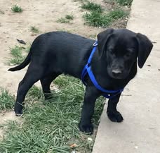blacky