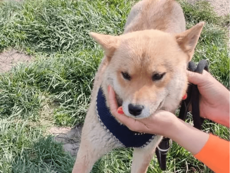 Shila Hunde steht auf Wiese